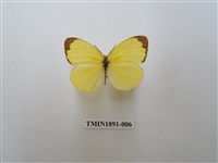 藏品(亮色黃蝶)的圖片